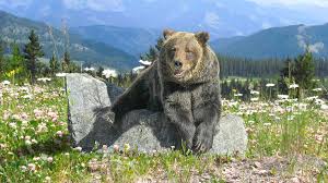 Black Bear on a rock